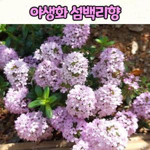 섬백리향(10센티 화분) 토종야생화 /봄꽃모종 / 조경식물 / 노지월동