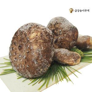 자연산 능이버섯 [특품] 냉동 1kg / 건조 100g [금강송이무역]