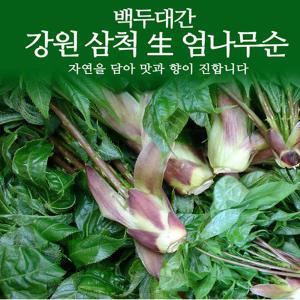 강원도 삼척 엄나무순 500g 개두릅 / 두릅 두룹 봄나물 장아찌 / 4월 10일부터 발송