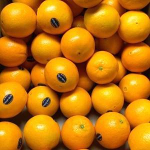 [신세계몰]미국 블랙라벨 고당도 오렌지 10입 (특대과300g내외 56과)