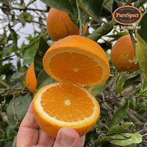 [PSK][알뜰구성](최대66과/10kg)24년 캘리포니아 언프리티(못난이) 고당도 오렌지(52~66과)