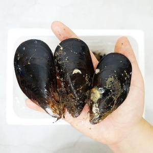 해녀채취 제철 자연산 홍합 담치 섭 2kg 홍합탕