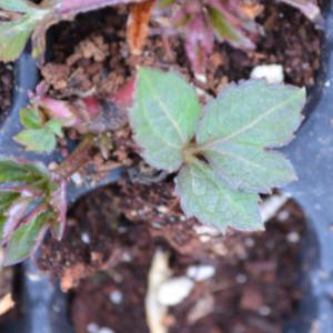 삼잎국화모종(2년생 종근)20개 삼립국화 ca001