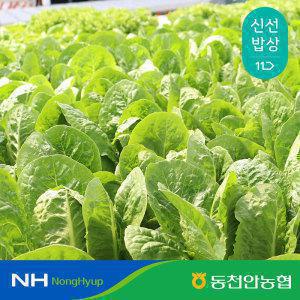[동천안농협] 유럽 샐러드 쌈채소 1kg 랜덤발송