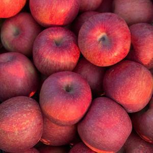 경북늘품 부사 사과 가정용  꿀사과 2kg/3kg/ 5kg/ 10kg/kg당 4800원대 /(12브릭스 내외)