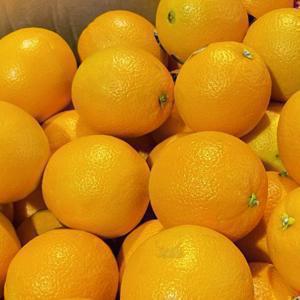 달콤한 네이블 오렌지 실중량 4kg/8kg/17kg내외 (중소과/개당150g내외)
