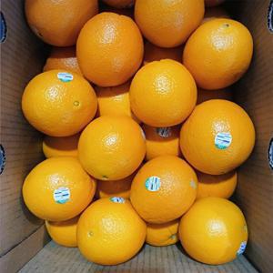 대용량 중소과/특대과(개당300g내외) 달콤한 미국산 네이블 오렌지 실중량 17kg내외