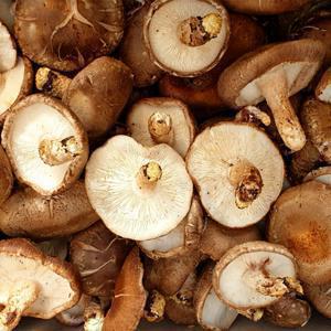 국내산 가정용 알뜰형 표고버섯 2kg