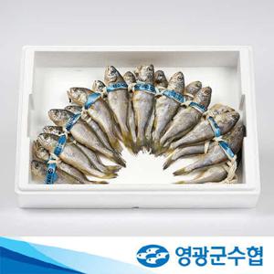 [영광군수협] 영광굴비 역걸이 장대 1.9kg 선물세트