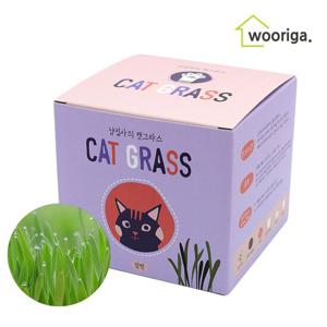 고양이 캣그라스 밀싹 고양이풀 미니화분키우기