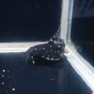 화이트스팟 캣피쉬(3~4cm) 1마리_ 라파엘캣 메기 메기과 키우기쉬운 열대어 관상어 물고기 물생활 물멍
