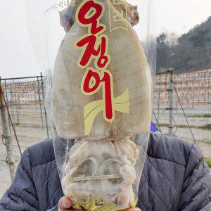 [조선의꽁치] 국내산 반건조 오징어 10마리 구룡포 영덕 피데기