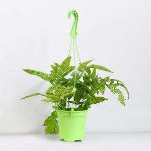 무늬고사리 코니오그램 에메이엔시스 희귀식물 공기정화식물