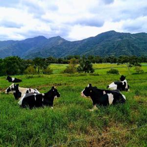 대만 타이둥 | 츠상 쌀 마을 일일 투어 | 출루목장 & 적상 음식 & 간식 & 용천 다원 | 타이둥시 (호텔 픽업)