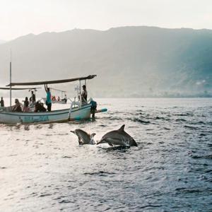 발리 돌고래 관찰 체험 | 인도네시아