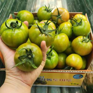 국내산 부산 강동 짭짤한 단짠단짠 토마토 로얄과 S~M 5kg