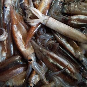 [산지직송]포항 죽도시장 김상순님의 급냉 총알 통찜용 오징어 1kg