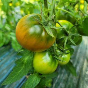 [대저농협인증]부산 대저 명품 짭짤이 토마토2.5kg /S 사이즈