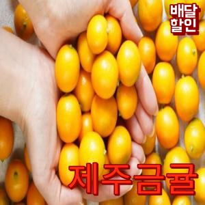 [산지출발] 제주도 새콤달콤 제철 낑깡 금귤 1KG 총알