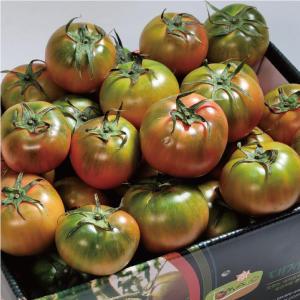 단짠단짠 최상급 정품 대저 짭짤이 토마토 2.5kg