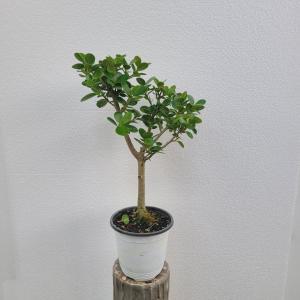 실내공기정화식물 프랑스고무나무 펜더고무나무 중품 40-60cm 119