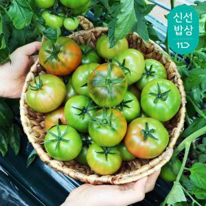 [품질보장]부산 대저토마토 짭짤이 토마토 짭짜리 과일꾼 [원산지:국산(부산광역시)]