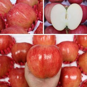 [신세계몰]고당도 프리미엄 햇 청송부사 사과 가정용 10kg