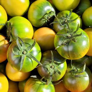 오늘애 부산 대저 짭짤이 토마토 대저토마토 2.5kg