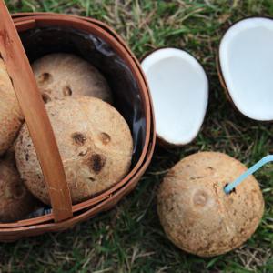 [열대과일] 코코넛 야자열매 (묶음가능) / 음료대용