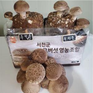 서천 표고 버섯 종균 재배 방법 집에서 표고버섯 배지 키트 키우기 2개 세트