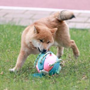멍멍군나비양 강아지 프리스비 공 장난감 움직이는 축구공 터그놀이 노즈워크 물놀이 버디볼