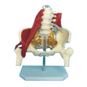 골반 요추 근육 척추 대퇴골두 좌골 근골 인체 모형 교육용 모델 실습 해부 구조 인간 경추 교구