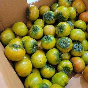 농원발송 부산 대저 짭짤한 햇 토마토 5KG