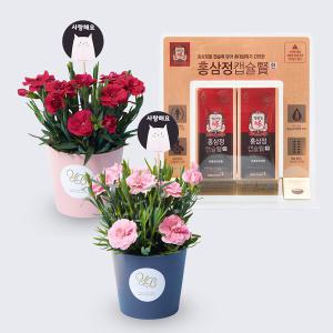카네이션화분세트(레드+핑크) + 정관장 홍삼정100캡슐 꽃배송