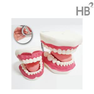 실물크기 치아모형 HL4002(칫솔미포함) / 어린이 양치교육 유치원교육용 치과 병원