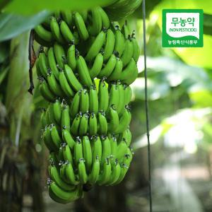제주 김순일님의 무농약 바나나 2.5kg