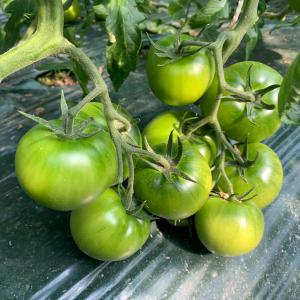 부산 대저 토마토 짭짤이토마토 2.5kg