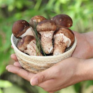 국내산 무농약 논산 쫄깃쫄깃한 식감 참송이버섯 1kg 가정용