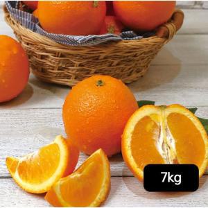 열매나무 캘리포니아 네이블 고당도 오렌지 7kg(22~28과)