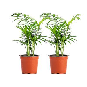 원플러스원 인기 실내 공기정화식물 관엽 모종 키우기 쉬운 식물