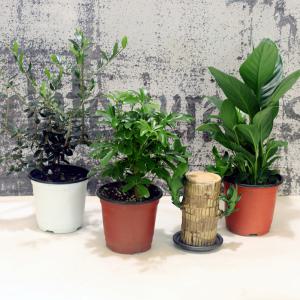 인테리어 공기 정화 식물 4개 세트-올리브 스파티 필름