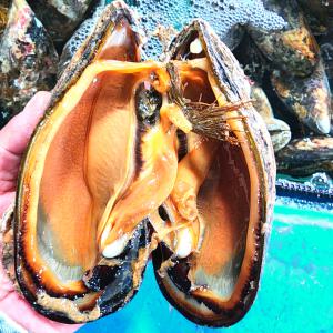 해녀들이 채취한 자연산 대왕 참담치 섭 홍합 1kg(4-6미)