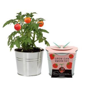 방울토마토 과일 키우기 캔화분 DIY 세트 식물 미니화분 셀프 생태체험