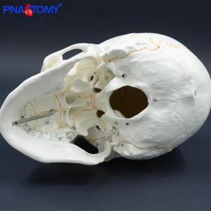 인공피부 실물 크기 인간의 번호 해골 모델 해부학 교육 머리 공부 용품 분리형 턱 뼈 설명서 포함