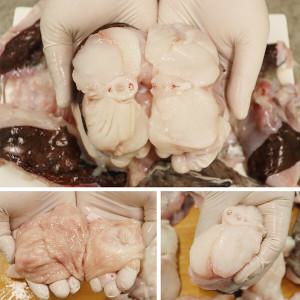 충남 서천 손질아귀 1kg내외 아귀찜 아구탕 아귀요리 흰살생선 손질생선
