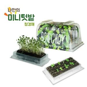 [펫토마토] 미니텃밭 청경채(49923/식물재배키트)