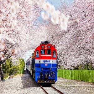 [특별열차] 제62회 진해 군항제 벚꽃 기차여행 [당일]