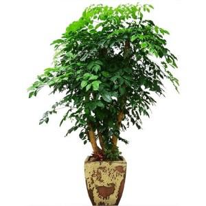[젠틀맨플라워]해피트리 행복나무 [pb-0521] [공기정화식물/관엽식물/화분배