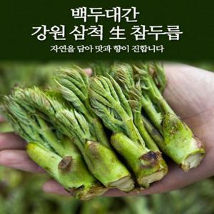 강원도 삼척 참두릅 1kg / 두릅 두룹 봄나물 장아찌 / 4월 10일부터 발송