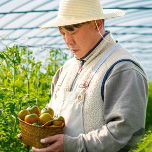 산지직송 부산 대저짭짤이 토마토 대저농협인증 2.5kg S 2S M L